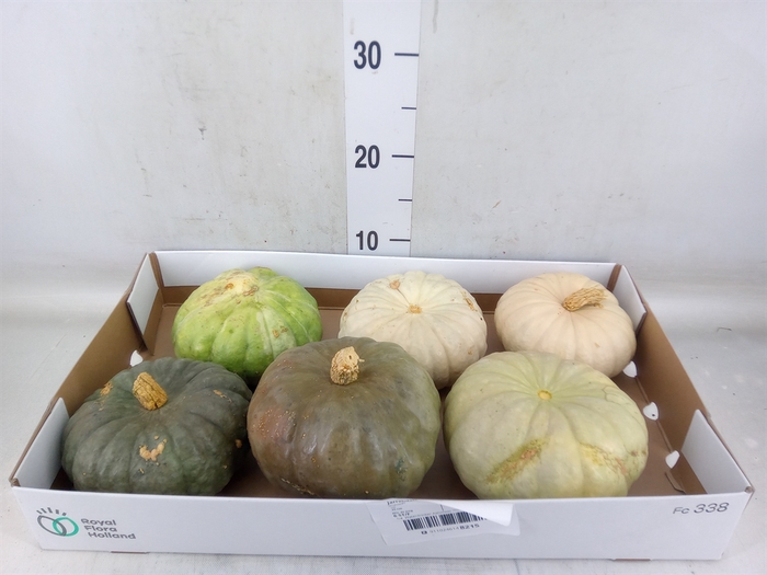 <h4>Cucurbita pepo 'Jarrahdale'</h4>