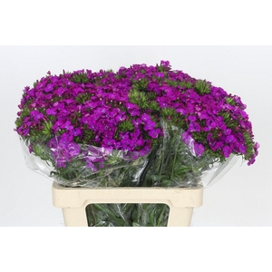 Dianthus Br Amazon Neon Purple