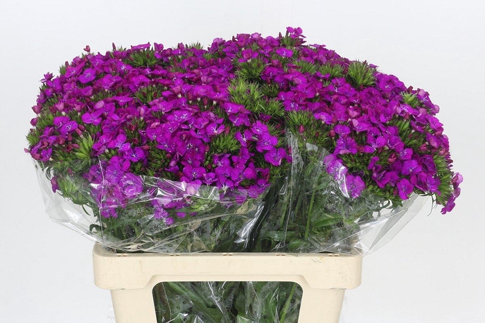 <h4>Dianthus Br Amazon Neon Purple</h4>
