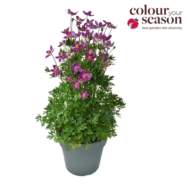 <h4>Anemone 'Spring Beauty' Pink 15</h4>