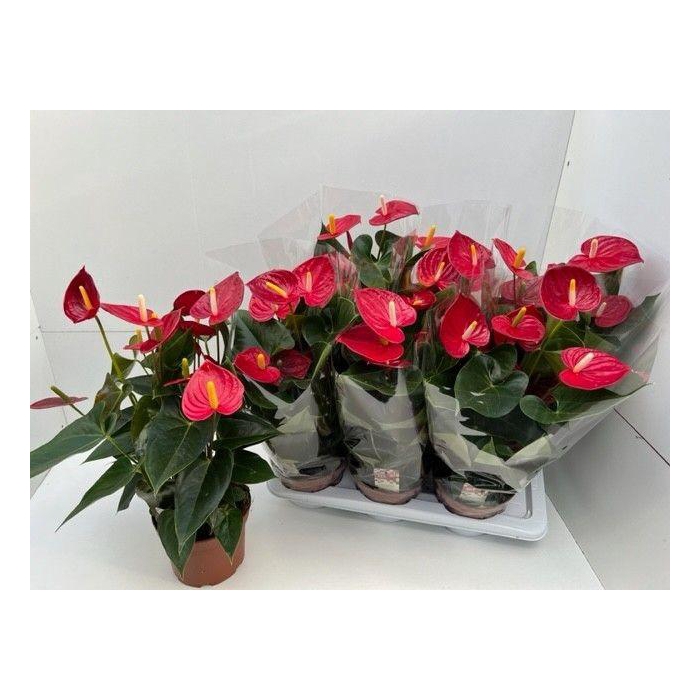 <h4>ANTHU AN TREMENDO</h4>