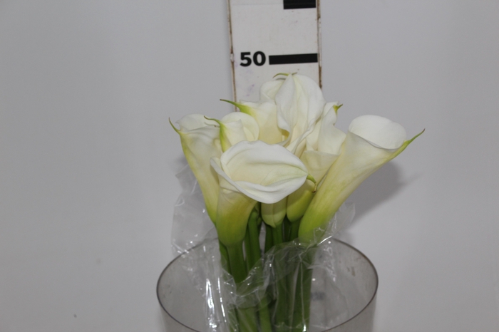 <h4>COPO DE LEITE BRANCO 050 CM</h4>