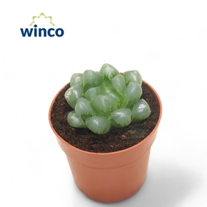 Haworthia Cooperii var. Obtusa