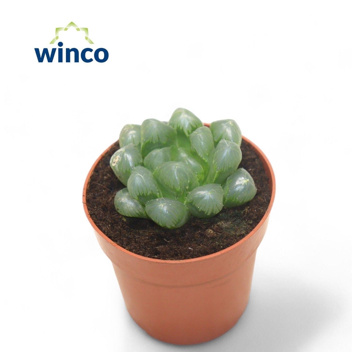 <h4>Haworthia Cooperii var. Obtusa</h4>