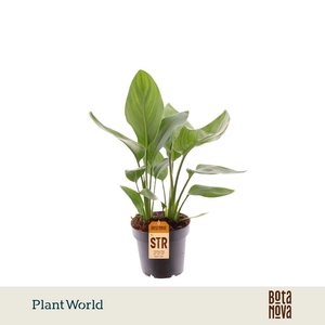 Strelitzia Reginae