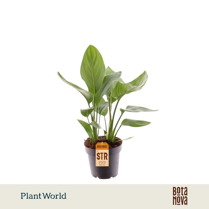<h4>Strelitzia Reginae</h4>