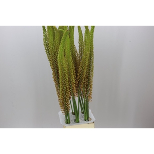 Eremurus Pinokkio