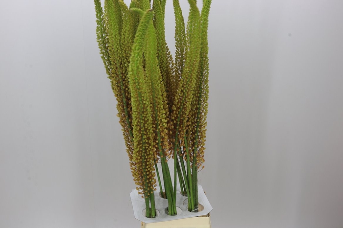 <h4>Eremurus Pinokkio</h4>