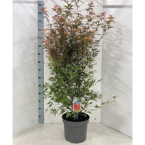 ACER PA JER SCHWARTZ