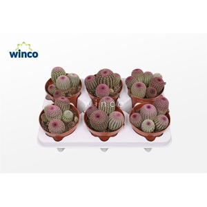 Echinocereus Rubrispinus (group)