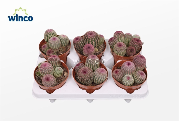 <h4>Echinocereus Rubrispinus (group)</h4>