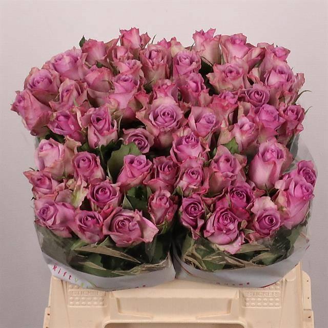 <h4>R GR NIGHTINGALE!</h4>