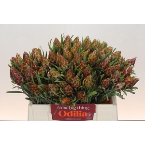 Kaaps Groen Plumosum Rubrum