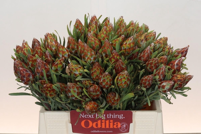 <h4>Kaaps Groen Plumosum Rubrum</h4>