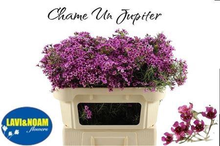 <h4>Chame Un Jupiter</h4>