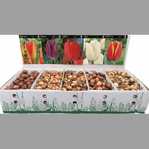 BLOEMBOL TULIPA
