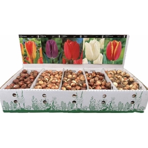 BLOEMBOL TULIPA