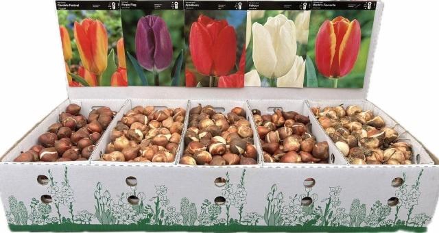 <h4>BLOEMBOL TULIPA</h4>