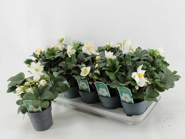 <h4>Helleborus Christmas Carol L</h4>