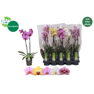 PHAL GEM