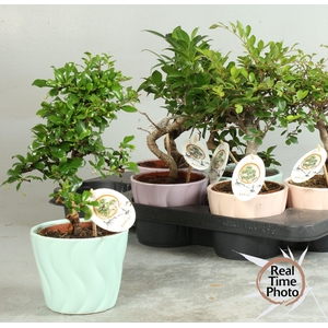 BONSAI GEM