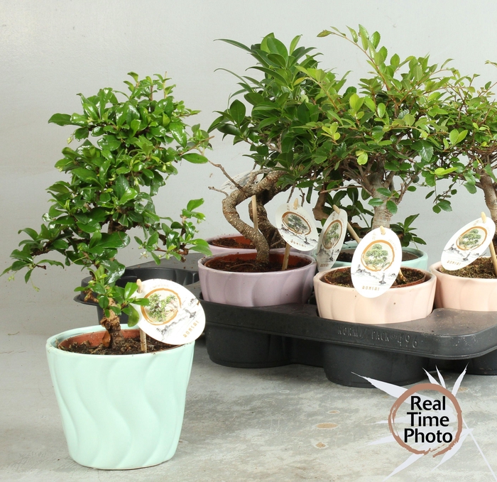 <h4>BONSAI GEM</h4>