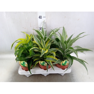 Dracaena   ...mix