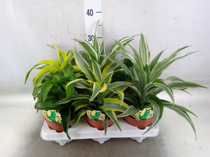 <h4>Dracaena   ...mix</h4>