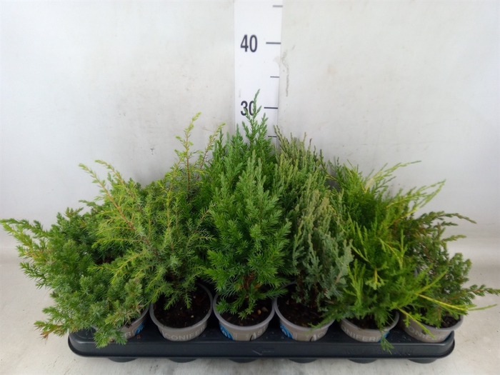 <h4>Juniperus   ...</h4>