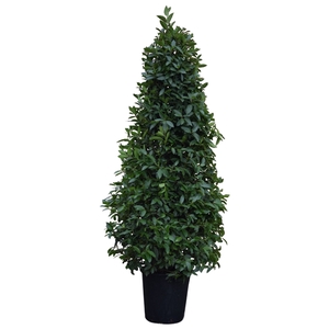 Laurus nobilis Piramide