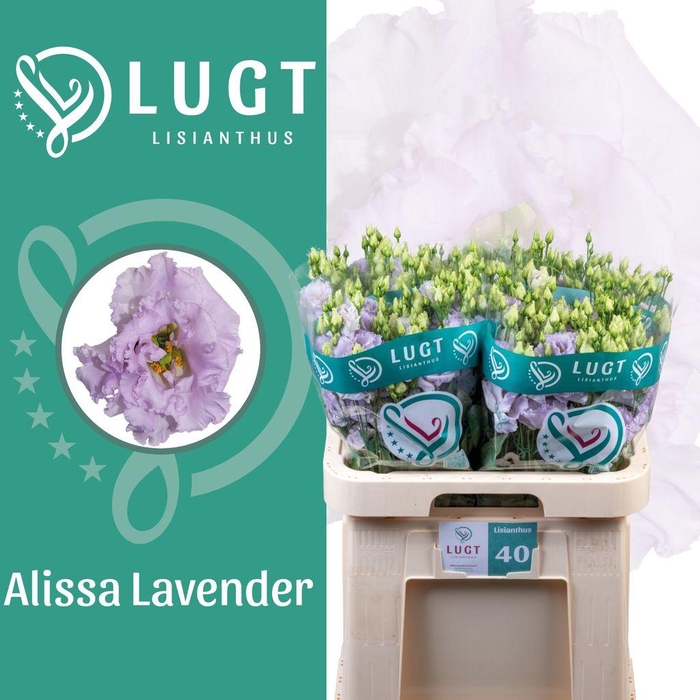 <h4>Lisianthus do alissa lavender</h4>
