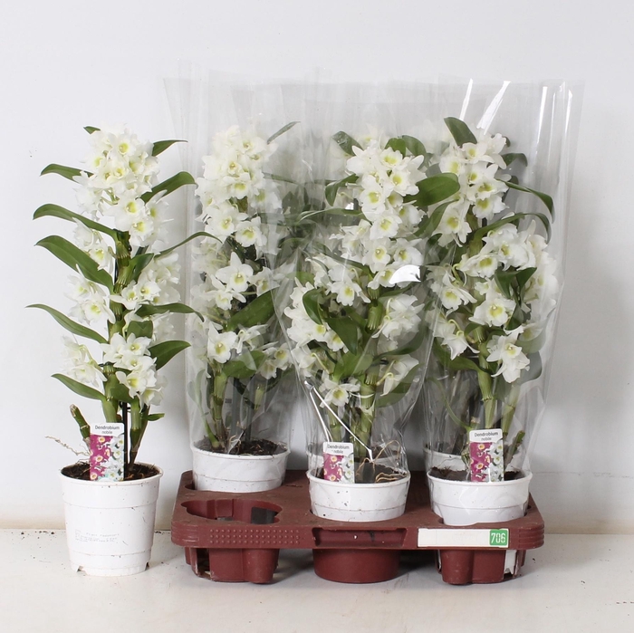 <h4>DEND NOBILE</h4>