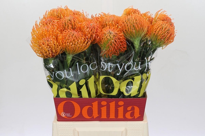 <h4>Nutans Ayoba Peach</h4>