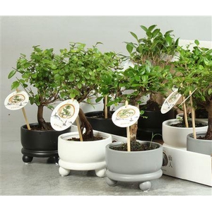 ** Bonsai Gem Ceramic