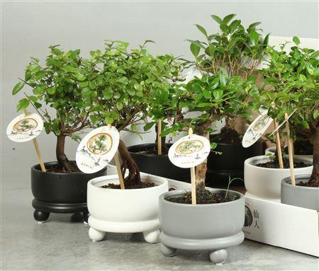 <h4>** Bonsai Gem Ceramic</h4>