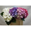 Hydrangea mix in bucket