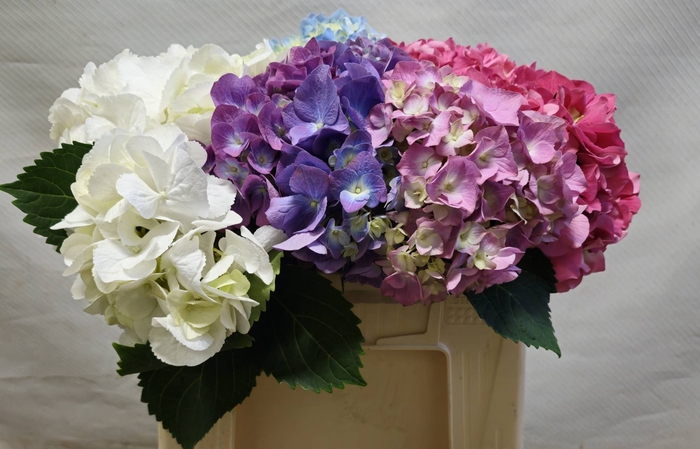 Hydrangea mix in bucket
