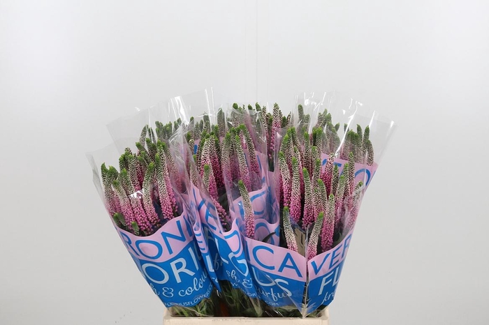 <h4>Veron Clea Roswhita</h4>