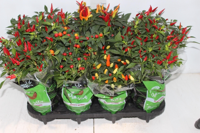 <h4>PIMENTA P14</h4>