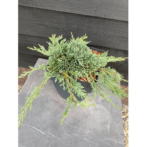 Juniperus hor. 'Bar Harbor'