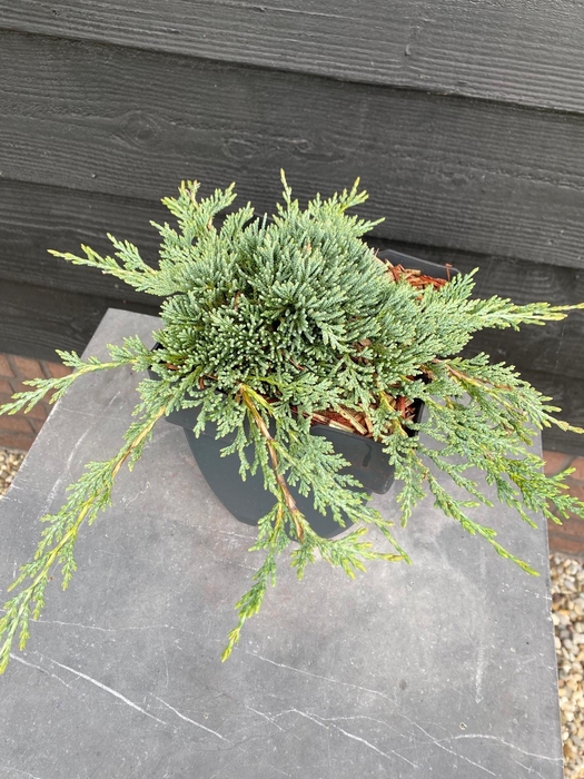 <h4>Juniperus hor. 'Bar Harbor'</h4>