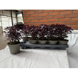 OCIMUM BASILICUM