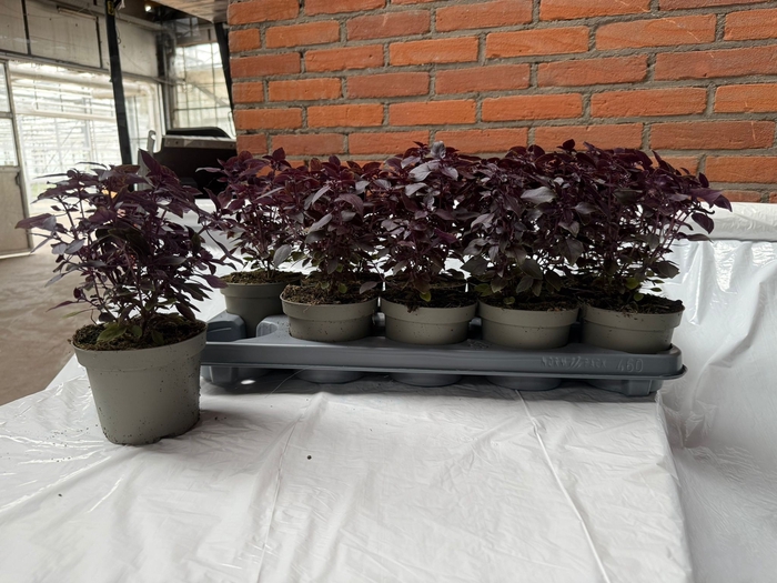 <h4>OCIMUM BASILICUM</h4>