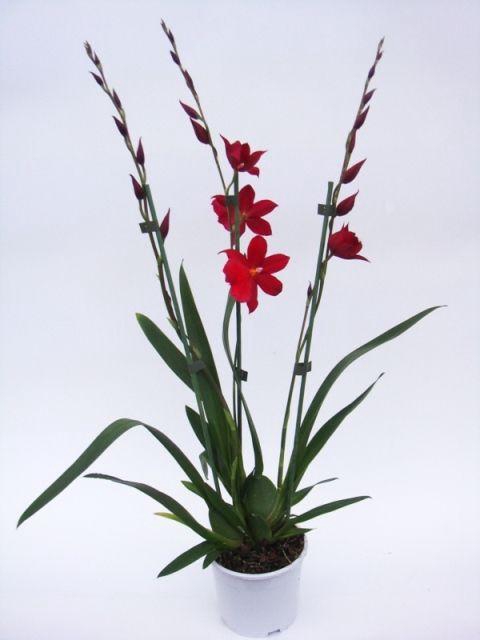 <h4>Nelly Isler3</h4>