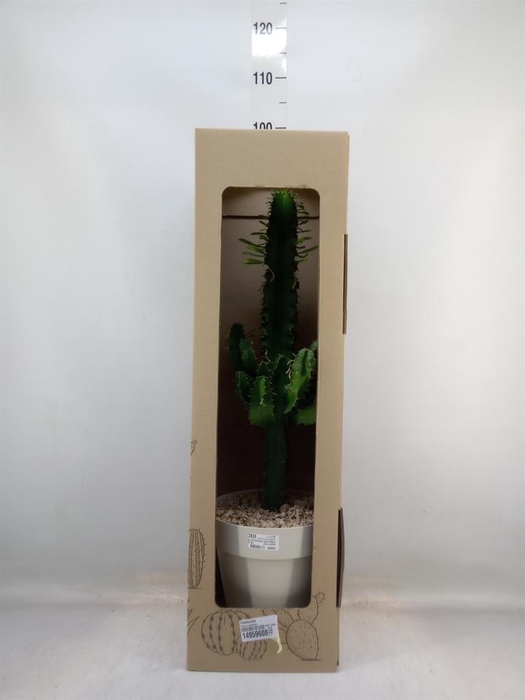 <h4>Euphorbia   ...</h4>