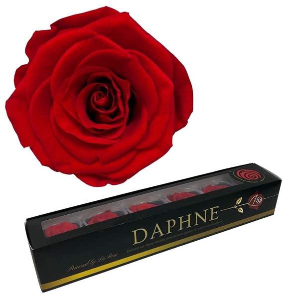 <h4>Preserved Rosa Passion Red L</h4>