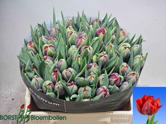 <h4>TU DU RED PRINCESS</h4>