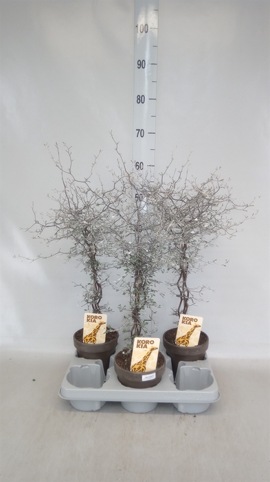 <h4>Corokia cotoneaster</h4>