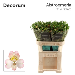 ALSTR TRUE DREAM Decorum