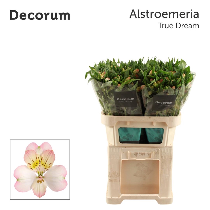 <h4>ALSTR TRUE DREAM Decorum</h4>